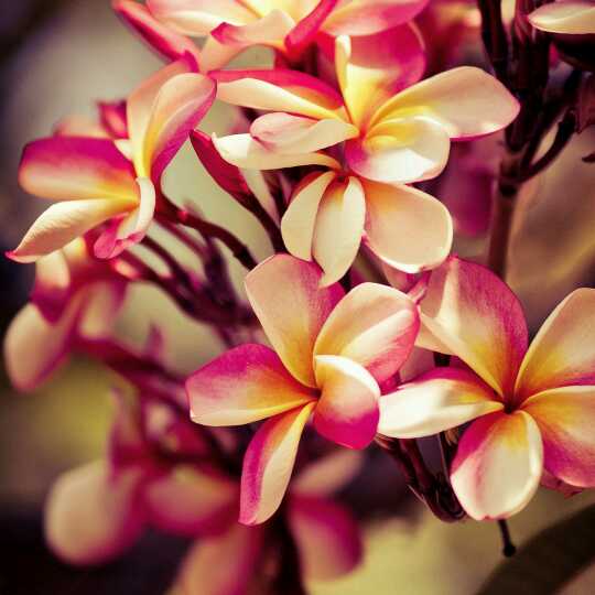 丫蛋蛋歌曲曲谱_丫蛋蛋(5)