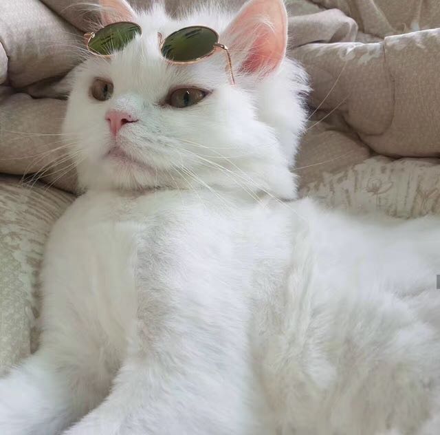 上单黑店百地 19:30开播