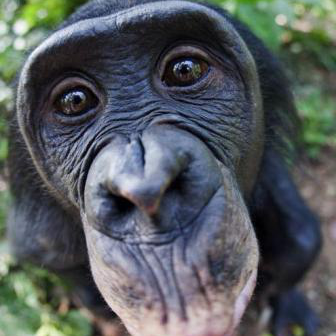 小猪.的吃货脸萌