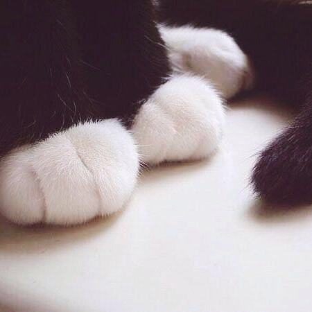 杨颖直播间关注粉丝_杨颖粉丝留言_杨颖粉丝