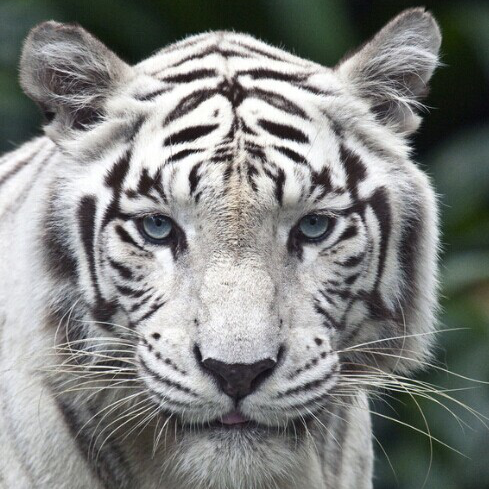 爱拍-Cocobaby直播间关注粉丝_爱拍-Cocoba