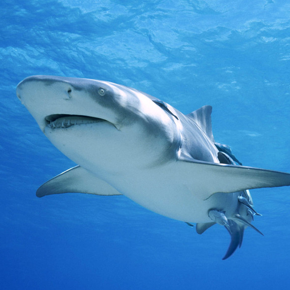 大白鲨:野外钓鱼,博大物的直播510次播放