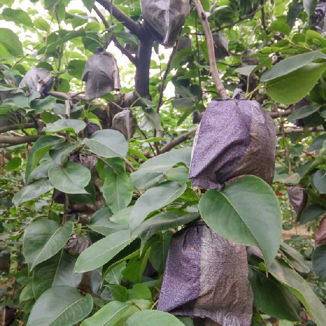 奔跑吧小毛竹直播间关注粉丝_奔跑吧小毛竹粉