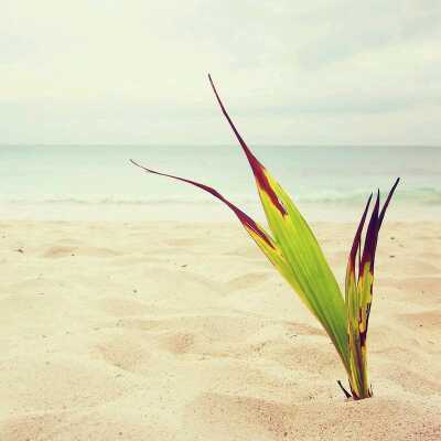 4816不忘初心 【独宠桃梓萱】