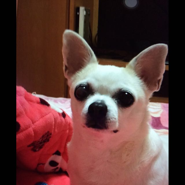 元元视频直播全集_元元资料大全-YY官方