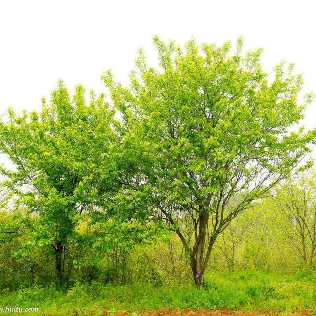 菩提阿树