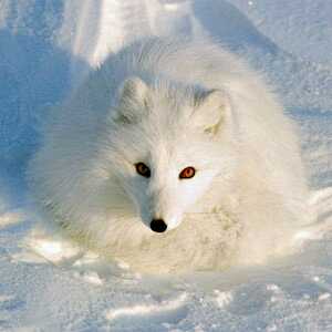 白狐短视频完整版 u1278352002iHTE0pz.jpg