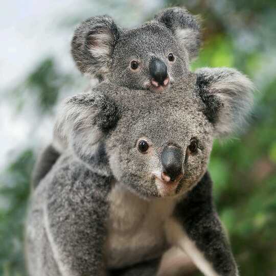 考拉是几级 u1520397560mEYblwm.jpg