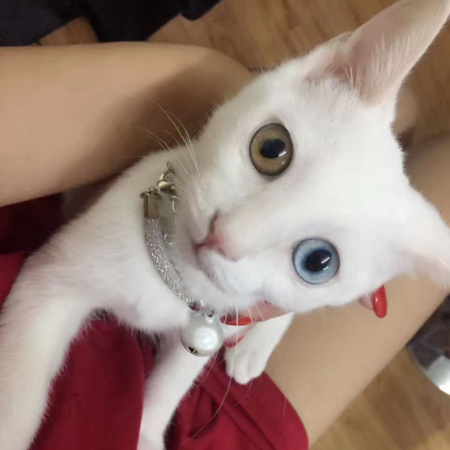 电一王者600分陪玩直播间关注粉丝_电一王者