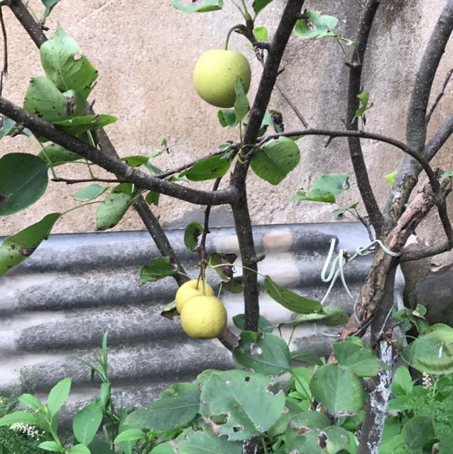 YY神豪 守护IR5763《二哥 二嫂》直播间关注粉