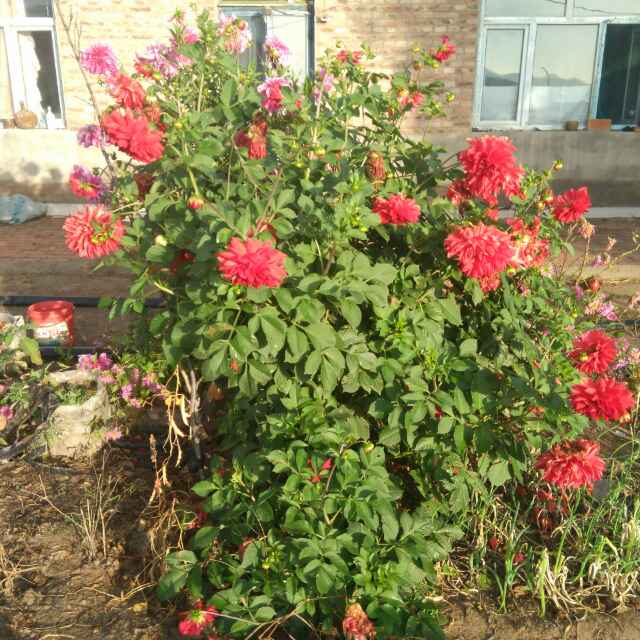 花叔下象棋直播间关注粉丝_花叔下象棋粉丝留