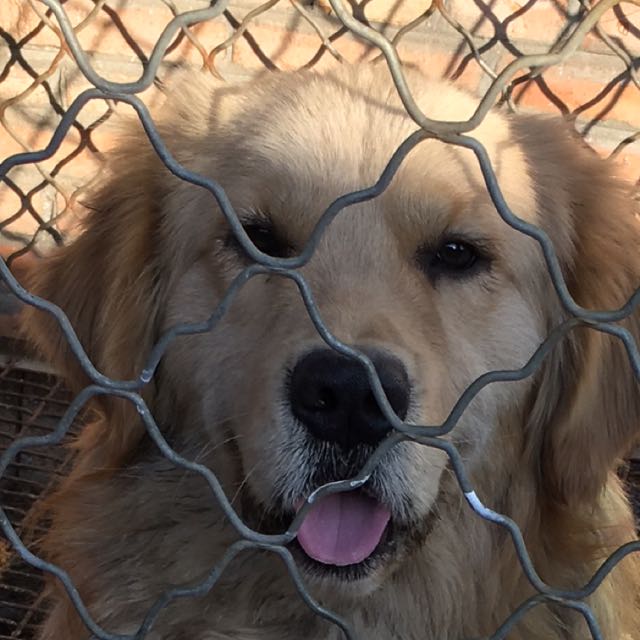 饺子视频直播全集_饺子资料大全-YY官方