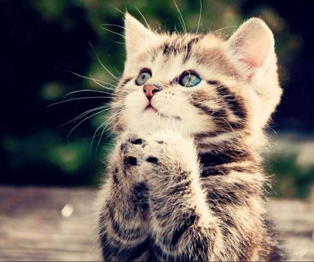 阿鸟粉丝留言_刺激战场 阿鸟粉丝排行榜-yy官方