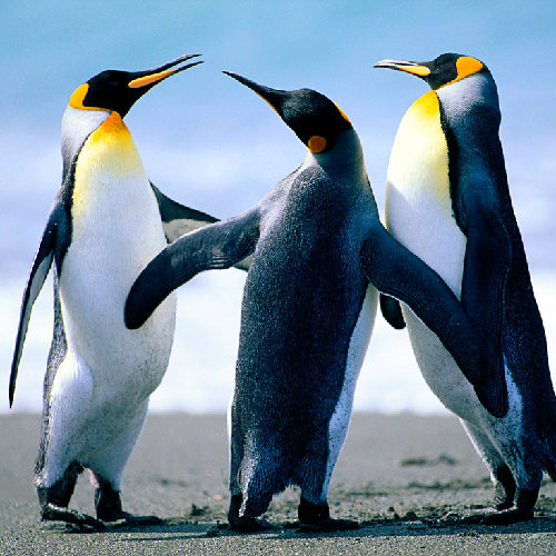 睡醒毒打哈士奇