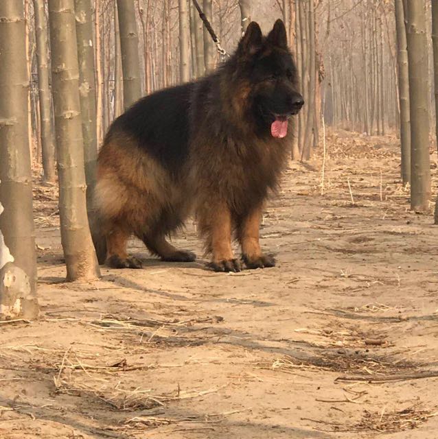 大长毛德牧狮王