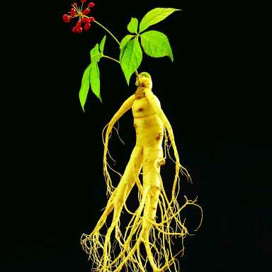 长白山参茸的回放