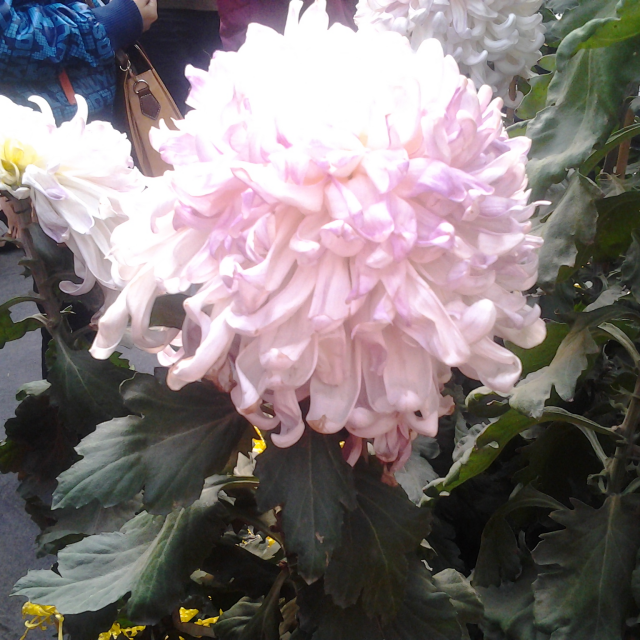 流氓村长新闻全集_流氓村长最新资讯-YY官方