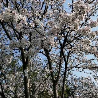 蜘蛛人直播间关注粉丝_蜘蛛人粉丝留言_蜘蛛