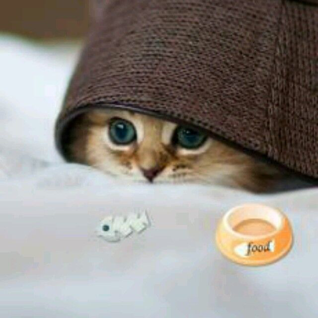 【梦之音】゛ 岚兮 新主播直播间关注粉丝_【