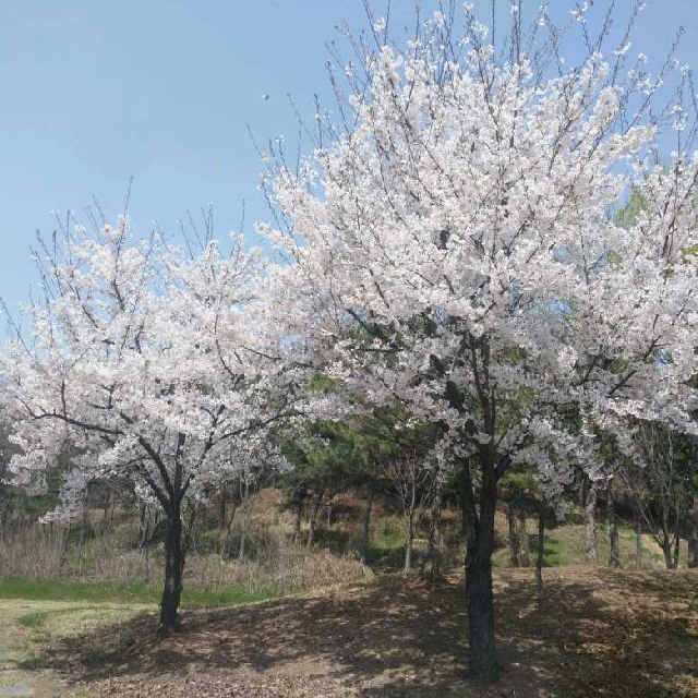 青草视频直播全集_青草资料大全-YY官方