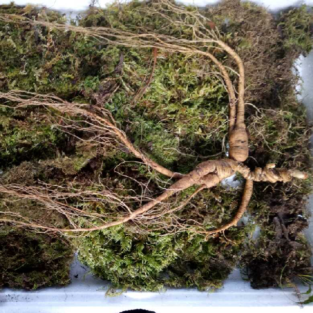 东北各种人参便宜卖了