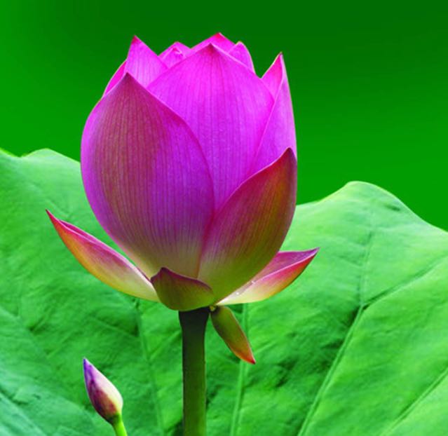 平常!心态直播间关注粉丝_平常!心态粉丝留言