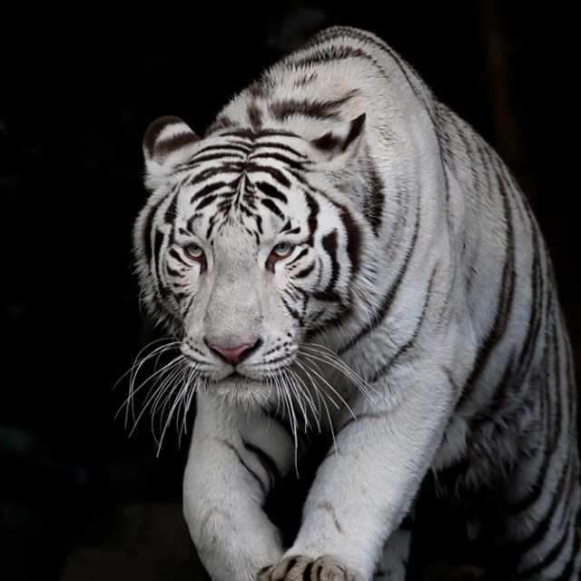 令狐∝→爱情已脱机