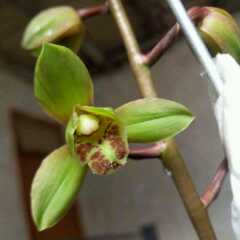 【爱靓】安 奕 唯爱小乖直播间关注粉丝_【爱