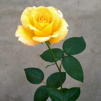 鸭王视频直播全集_鸭王资料大全-YY官方