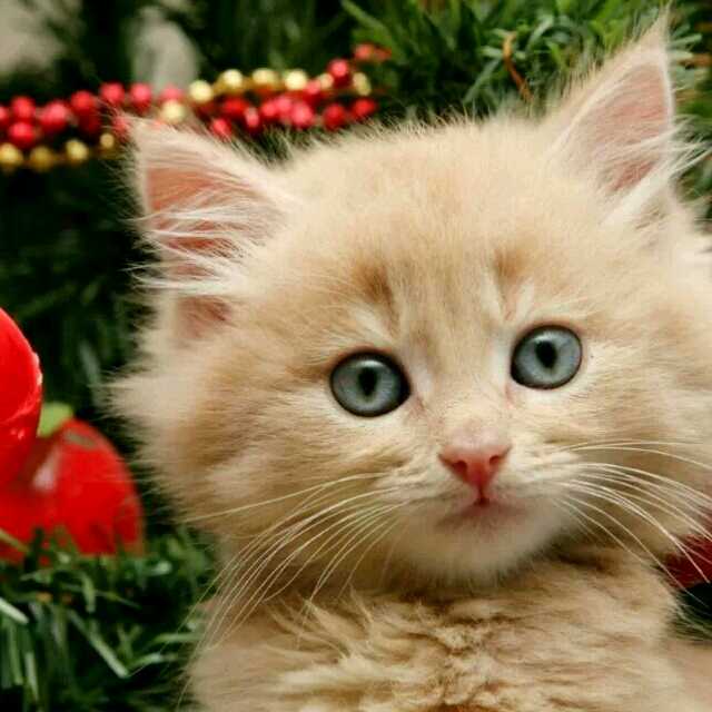 & 赢天下直播间关注粉丝_& 赢天下粉丝留言